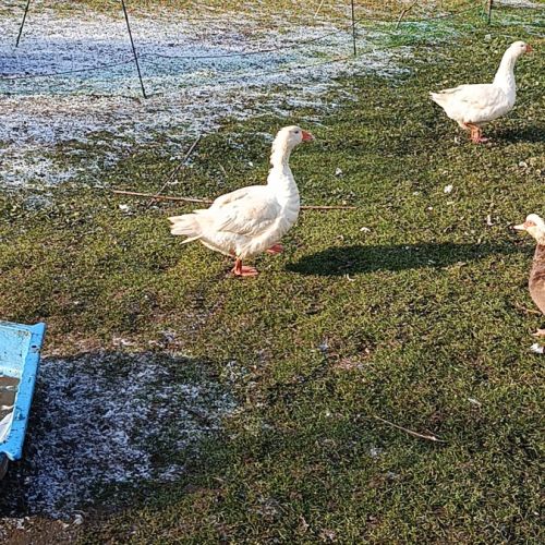 Jars race oie domestique blanche