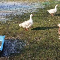 Jars race oie domestique blanche