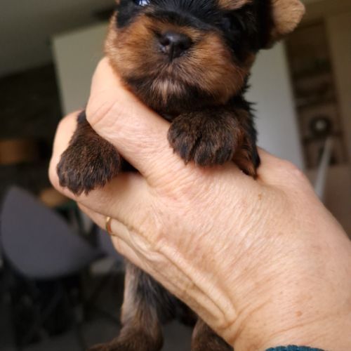 Superbes bébés yorkshire petits modèles. #3