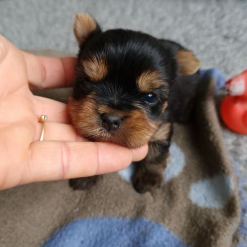 Superbes bébés yorkshire petits modèles. #4