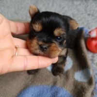 Superbes bébés yorkshire petits modèles. #4