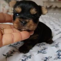 Superbes bébés yorkshire petits modèles. #5