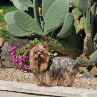 Superbes bébés yorkshire petits modèles. #7