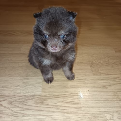 Adorables chiots type spitz #0