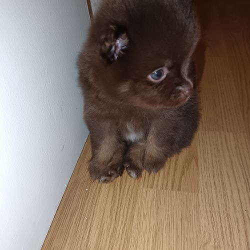 Adorables chiots type spitz #3