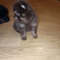 Adorables chiots type spitz #2