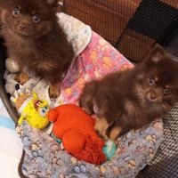 Adorables chiots type spitz #4