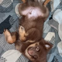 Adorables chiots type spitz