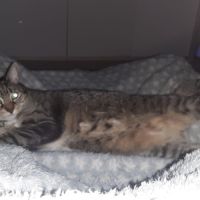 Oky, un chat qui aime être au calme #1