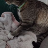 Oky, un chat qui aime être au calme #2