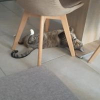 Oky, un chat qui aime être au calme #3