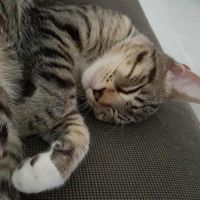 Oky, un chat qui aime être au calme #4