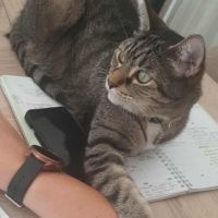 Oky, un chat qui aime être au calme