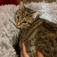 Gerda- junior calme et douce #2