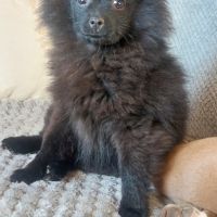 Spitz nain/ pomeranian