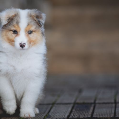Chiots bergers australiens lof & sélectionnés #1
