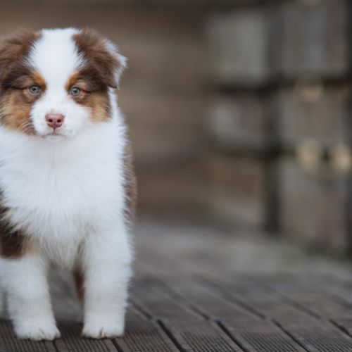 Chiots bergers australiens lof & sélectionnés #3