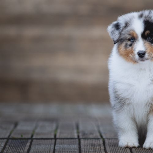 Chiots bergers australiens lof & sélectionnés #0