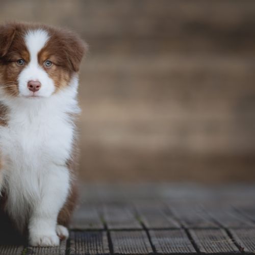 Chiots bergers australiens lof & sélectionnés #5