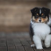 Chiots bergers australiens lof & sélectionnés #2