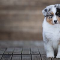 Chiots bergers australiens lof & sélectionnés