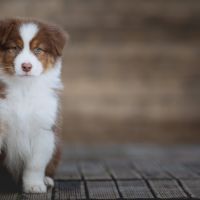 Chiots bergers australiens lof & sélectionnés #5