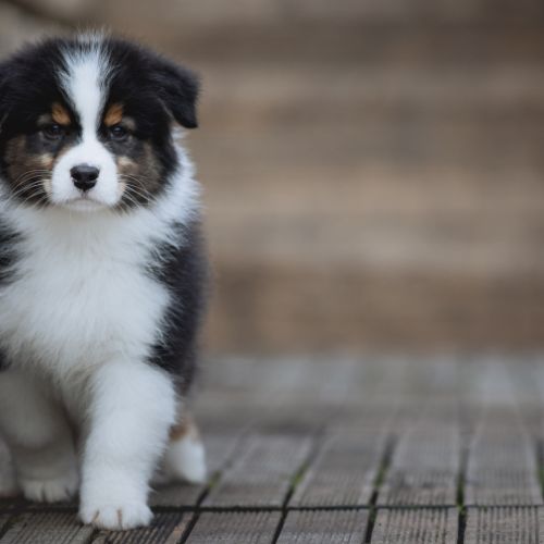 Chiots bergers australiens lof et selectionnes #0