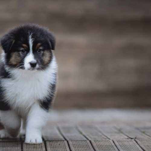 Chiots bergers australiens lof et selectionnes #3