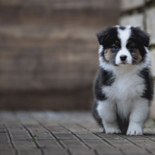 Chiots bergers australiens lof et selectionnes #4