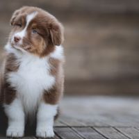 Chiots bergers australiens lof et selectionnes #1