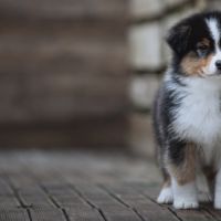 Chiots bergers australiens lof et selectionnes #5