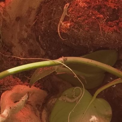 Lepidodactylus lugubris