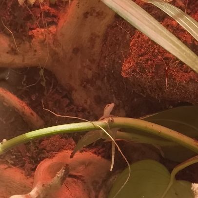 Lepidodactylus lugubris #2