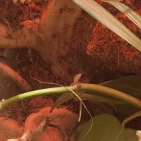 Lepidodactylus lugubris #2