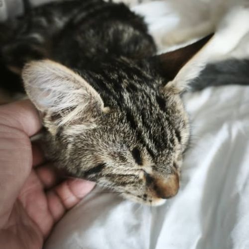 Chat tiger à l adoption #0