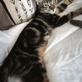 Chat tiger à l adoption #2