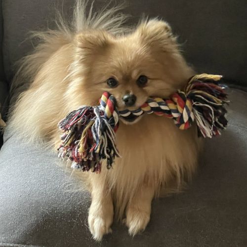 Chiot spitz allemand #2