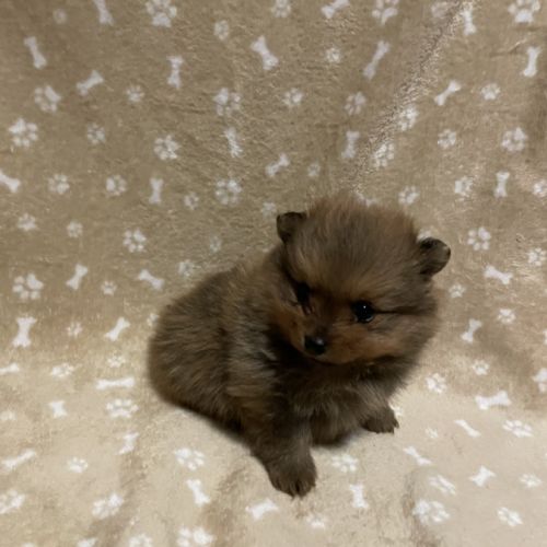 Chiot spitz allemand #3