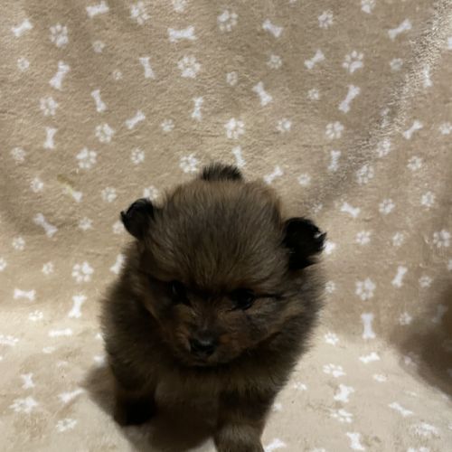 Chiot spitz allemand #4