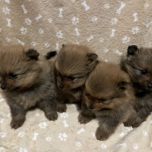 Chiot spitz allemand #0