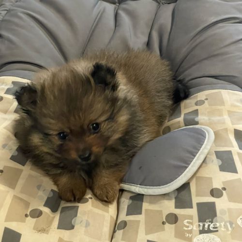 Chiot spitz allemand #3