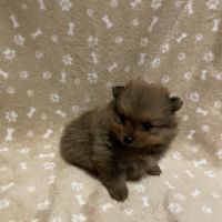 Chiot spitz allemand #3