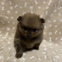 Chiot spitz allemand #5