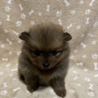 Chiot spitz allemand #6