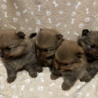 Chiot spitz allemand