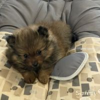 Chiot spitz allemand #3