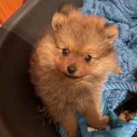 Chiot spitz allemand #4