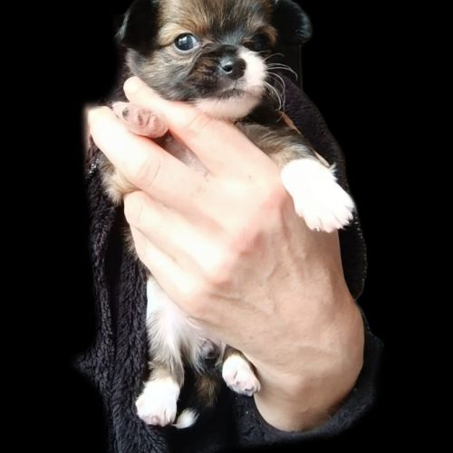 Chiots type chihuahua non lof #0