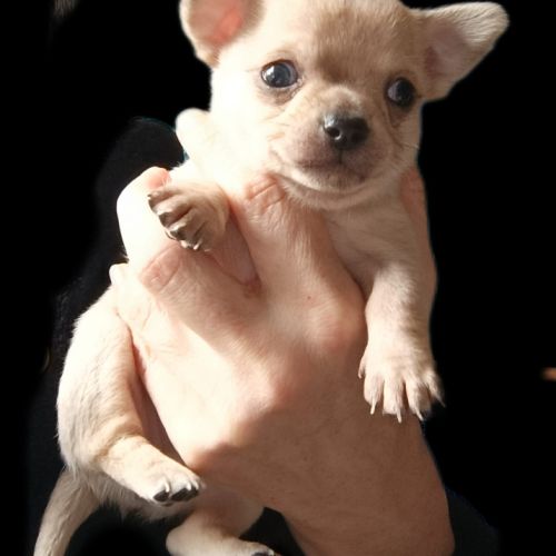 Chiots type chihuahua non lof #6