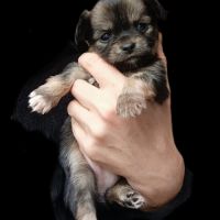 Chiots type chihuahua non lof #1